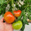 렉스플라이 이미지