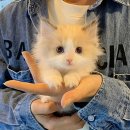 더나은펫샵 이미지