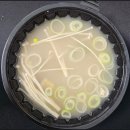 통큰할매순대국(무거동) | 원조통큰할매순대국 소갈비탕 후기