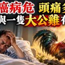 수년간 두통에 시달리다 위중한 폐암 환자가 된 사연, 그리고 그 모든 일의 원인이 된 커다란 수탉 한 마리 이미지