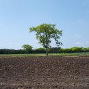 청보리목장 이미지