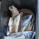 달리도 민박 이미지