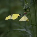 노랑나비 이미지