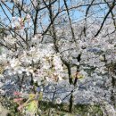 😍익산배산공원 축제 막공🌺😆 이미지