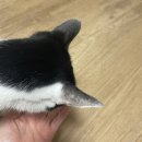 하모니캣