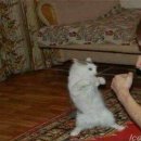 카툰명가 이미지