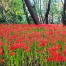 꽃무릇공원 이미지