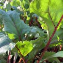 아양농장 이미지