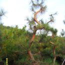 해송농장 이미지