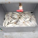 달성낚시 이미지