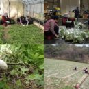 함평참쑥 영농조합법인 이미지