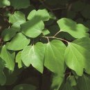 조경기능사(실기) 이미지