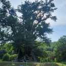 은행나무로(송현동) 이미지