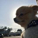 행복한종합동물병원 이미지