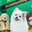 개미용실 | 파주 운정 반려견 미용실 개예쁨 미용 후기