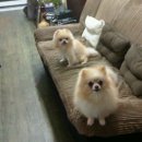 어마무시 이미지