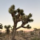 태연코리아 | LA 근교 여행 조슈아트리 투어 당일 캠핑 여행 쇼핑 후기