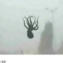 묘차