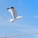 날개를 펴다 (Spread wings) 이미지