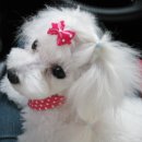 그루밍박스 이미지