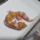 인터렙타일 이미지