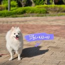 쿨펫 양한방 동물병원 | [공지] 쿨펫동물병원, 노견 대퇴골두 절단 수술 후기(디테일한 수술후기 및 꿀팁 공유)