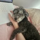 정자일로 | 정자동 강아지 프로텍터