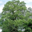 좋은나무 이미지