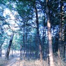 영축산 순환산책로 이미지