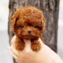 해피애견타운 강아지고양이 포항점&현살롱드펫(남구) 이미지