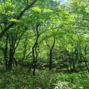 한라산둘레길 사려니숲길 이미지