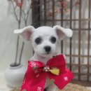 강아지분양 애견입양 아이러브독 인천점 | 인천애견샵 강아지분양 애견입양 아이러브독 인천점 한번 가보세요