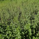 페퍼민트 이미지