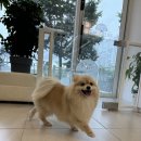 동탄해나동물병원 네이버블로그