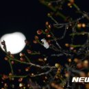 달빛얼굴
