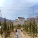 분당-182 | [판교 분당] 카페 트리즈 TREEZ / 숲뷰 주차 편한 카페 , 애견동반 가능