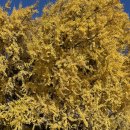 cu원주천년나무점 | 천년 그늘 아래에서, 원주 반계리 은행나무 가을 나들이