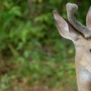 녹용본초원 이미지