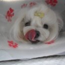 조규만외과동물병원 이미지