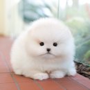 광주강아지분양 고양이분양 미유펫 본점 | 장성애견분양 미유펫 반려견 입양 후기