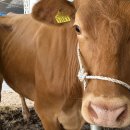 강원축산 이미지