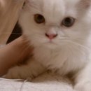 오드그루밍 이미지