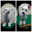 말티스토리 이미지