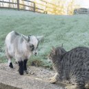 염소야놀자 이미지