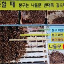 꿀벌 스스로는 어떻게 겨울 준비를 하는가 이미지