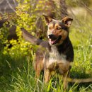 빌리지독 이미지