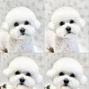 퍼피글랫 네이버블로그