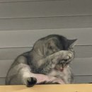 애정그루밍 이미지