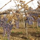 포도나무 이미지