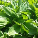 산울림민박 이미지